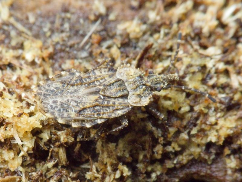 Aradus betulae (Linnaeus, 1758)